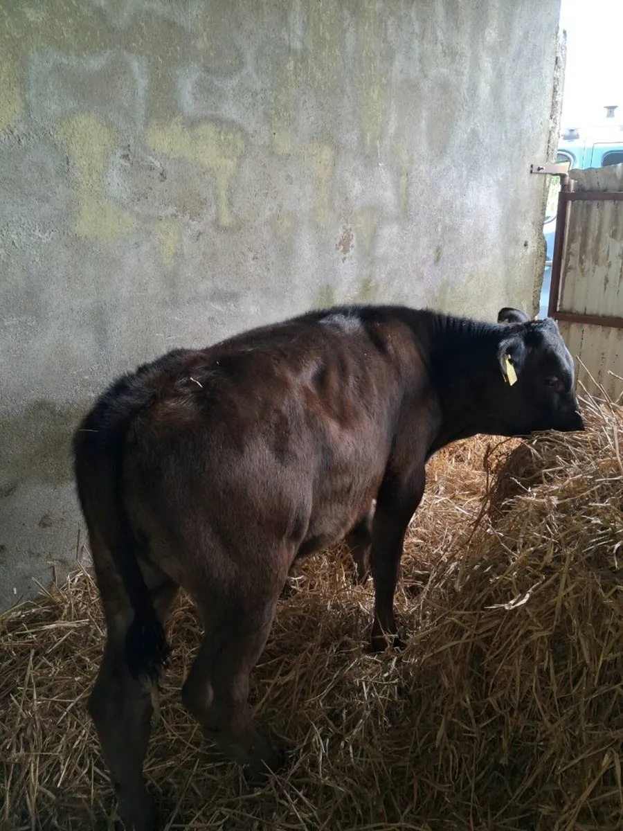 CALVES AAX, HEX BBX HEIFERS  AND BULLS - Image 4