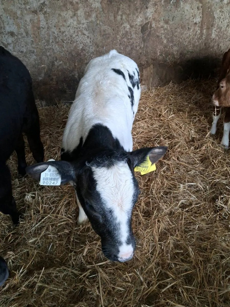 CALVES AAX, HEX BBX HEIFERS  AND BULLS - Image 1