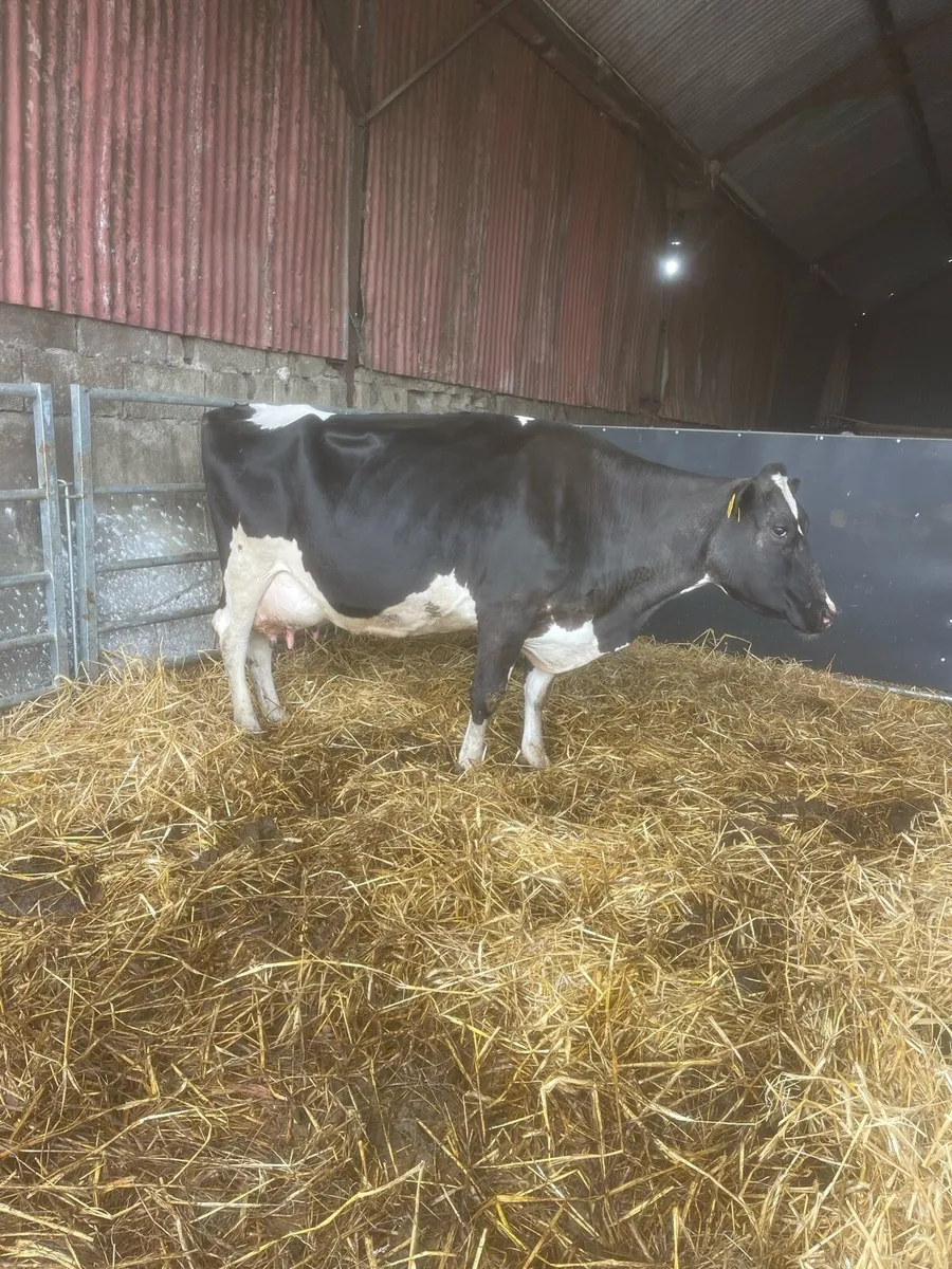 Cow