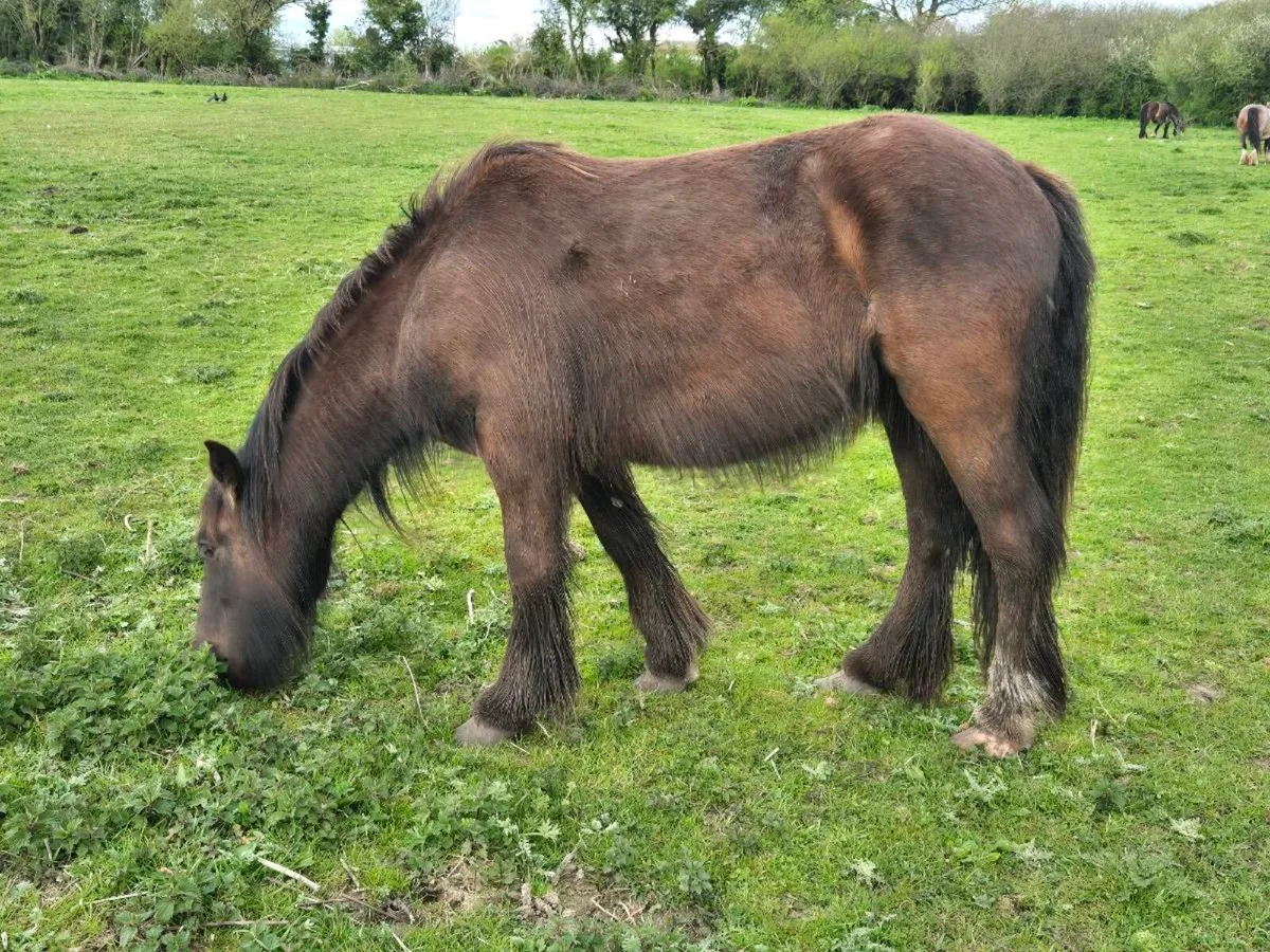 Pony - Image 2