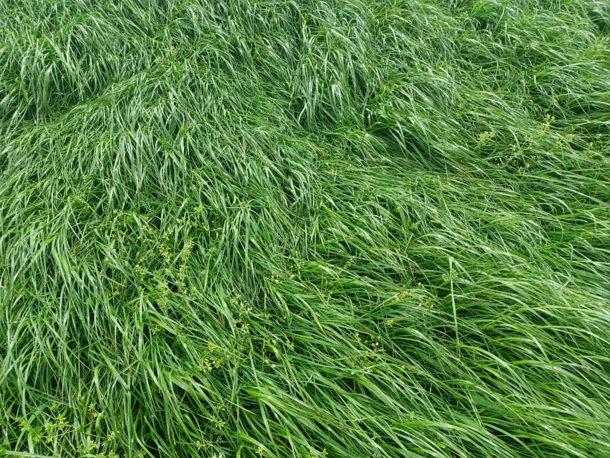 GONE GONE GONEStanding grass - Image 1