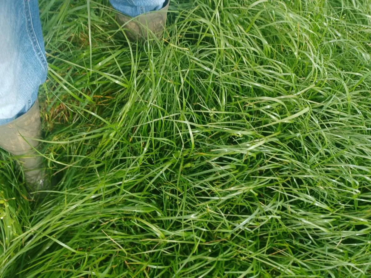 GONE GONE GONEStanding grass - Image 3
