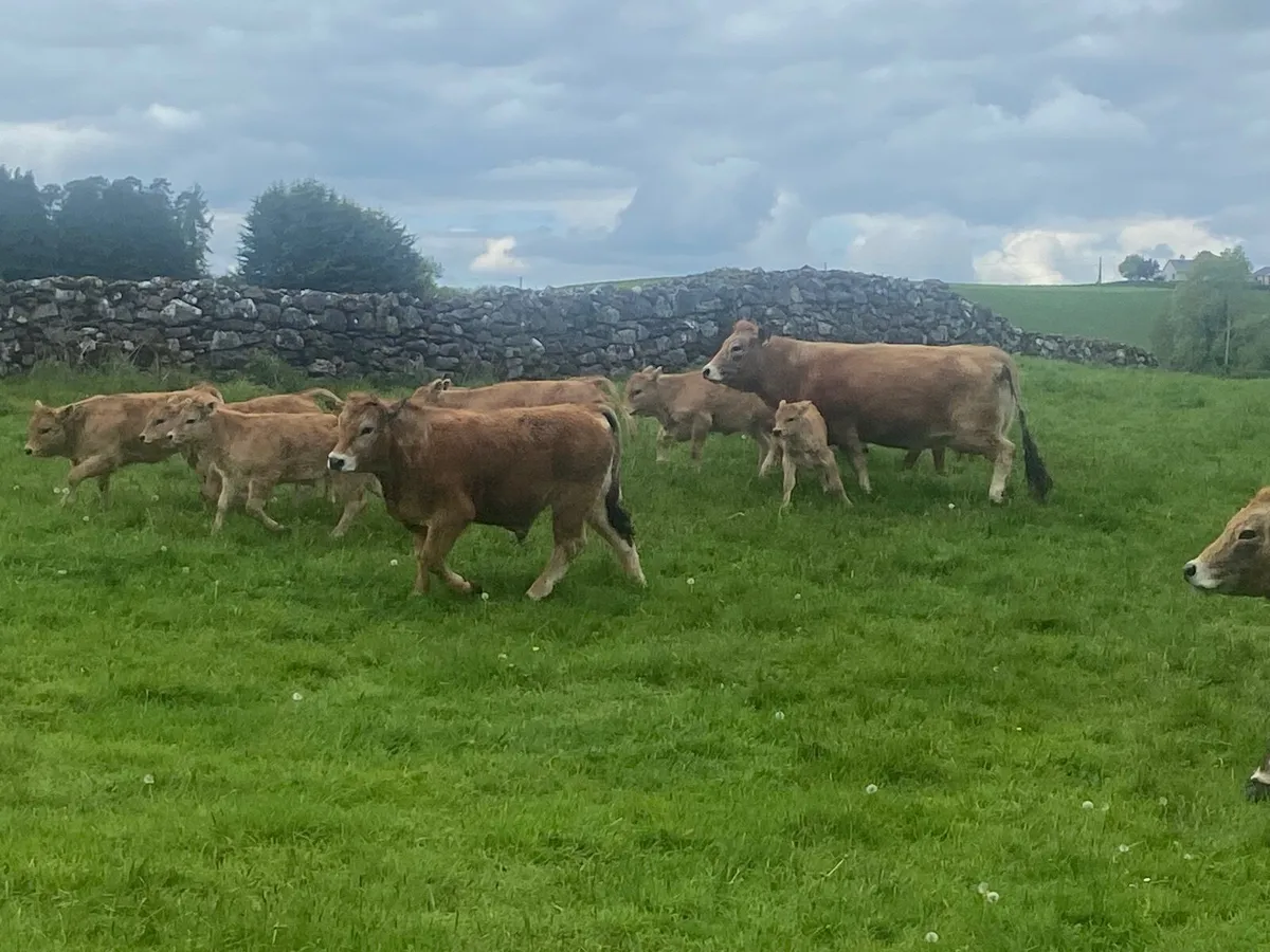 Aubrac - Image 1