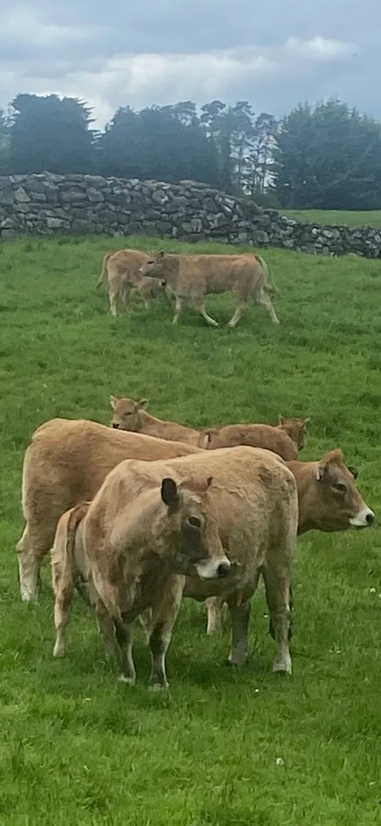 Aubrac - Image 3
