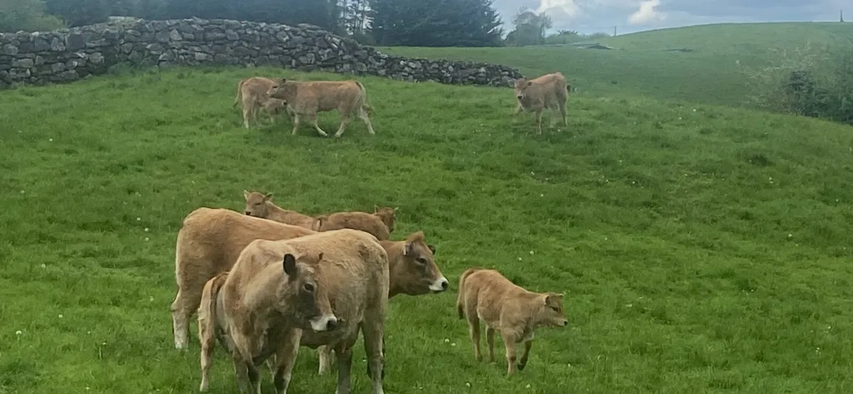 Aubrac - Image 4