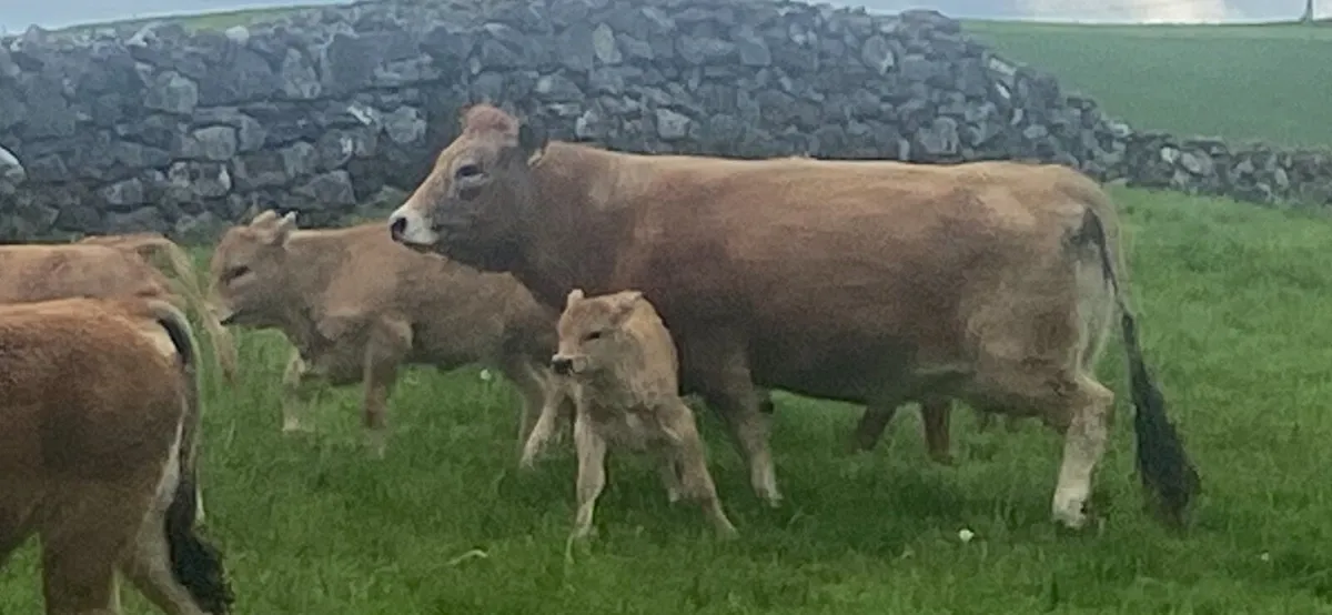 Aubrac - Image 2
