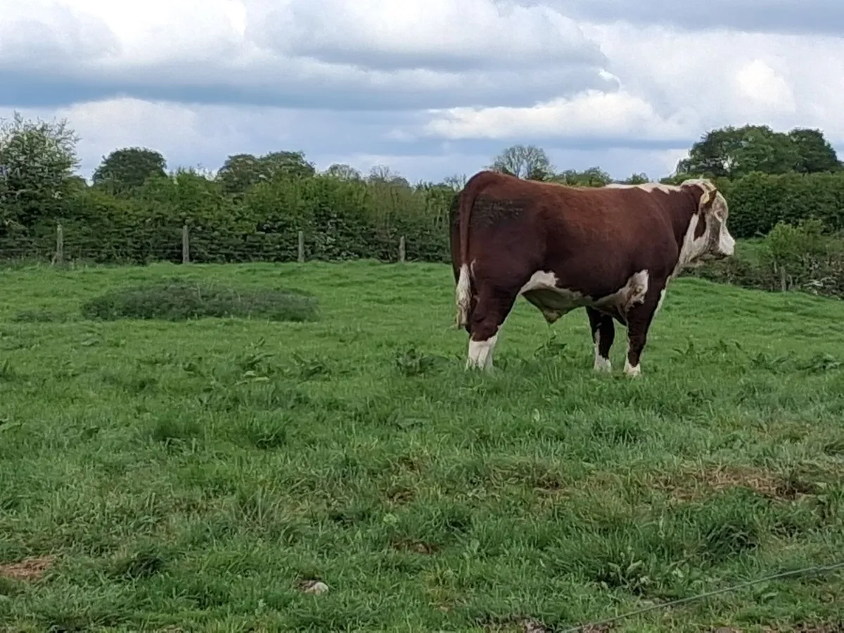 2 Hereford pedigree  bulls for sale - Image 1