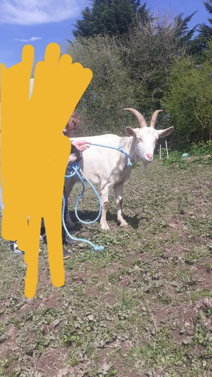 Goat