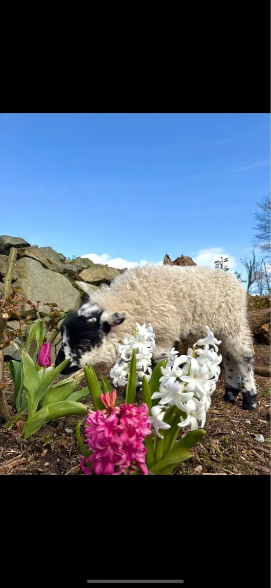 Ewe Lamb - Image 1