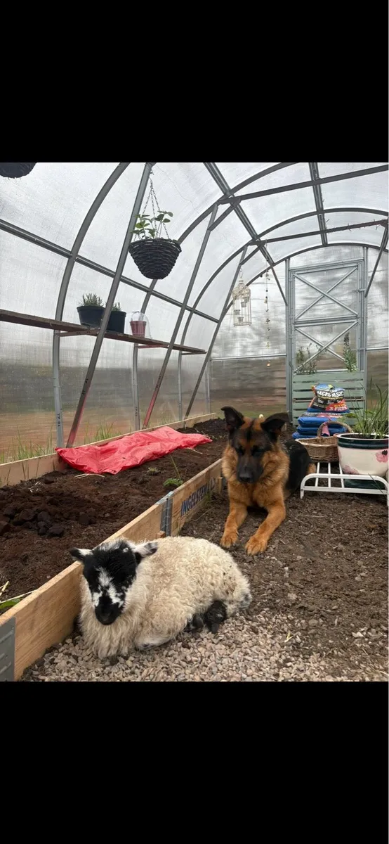Ewe Lamb - Image 2