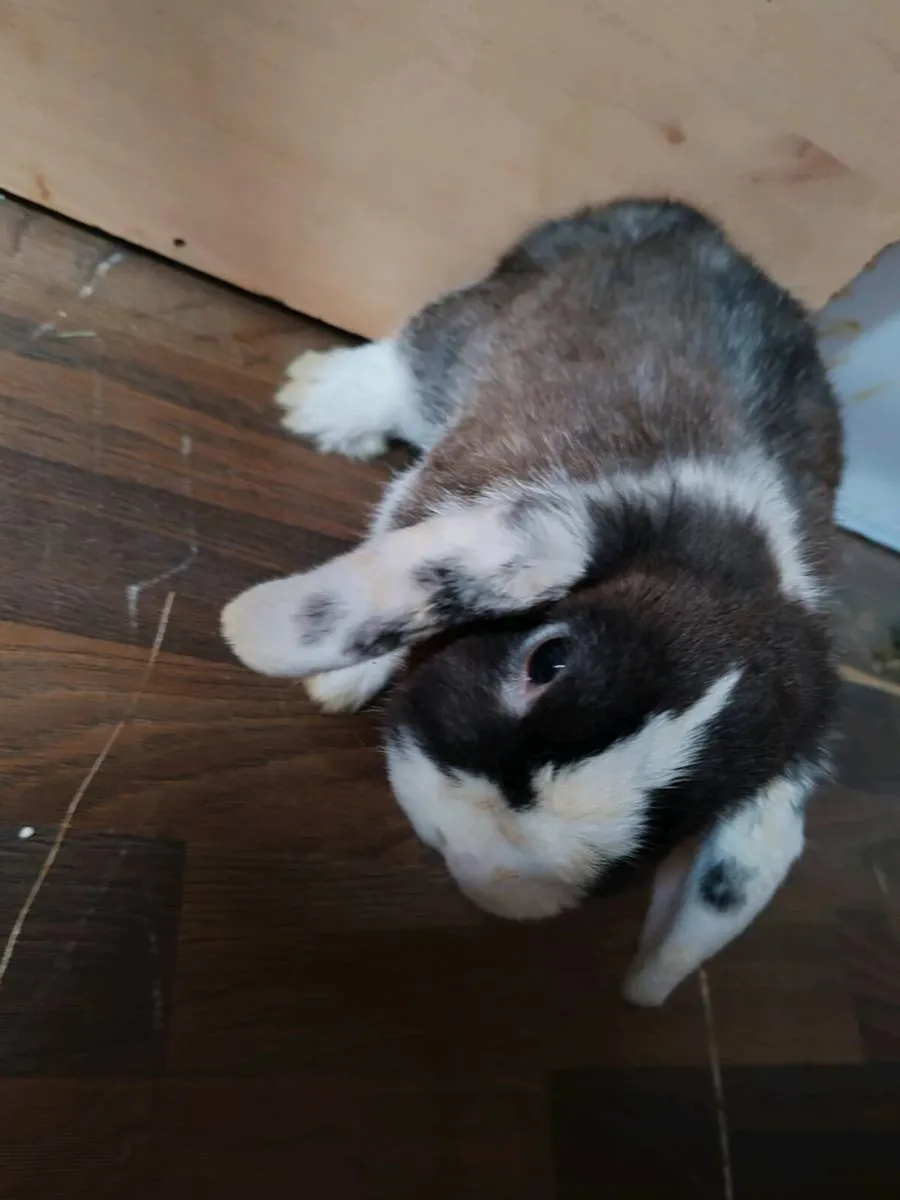 Mini lop - Image 3