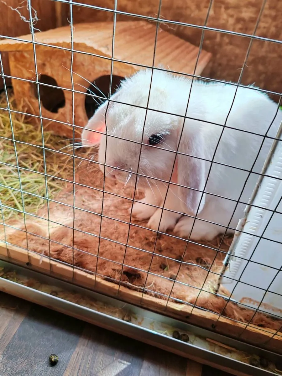 Mini lop - Image 4