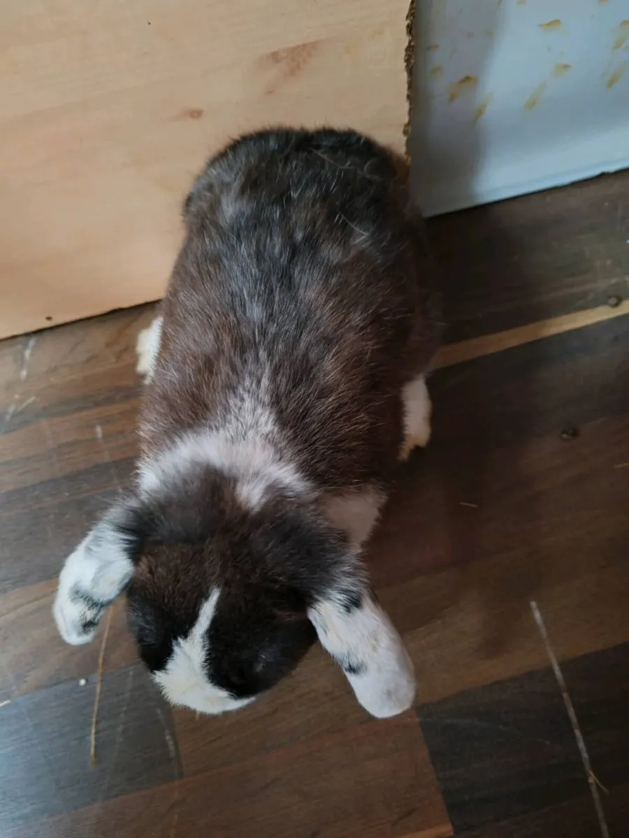 Mini lop - Image 2