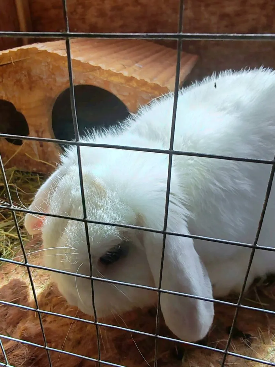 Mini lop - Image 3