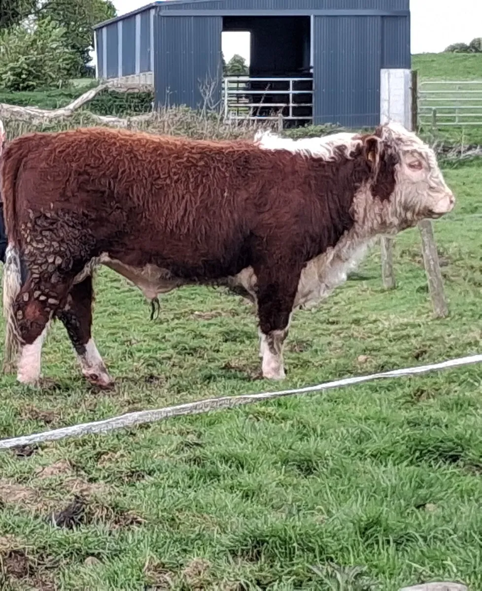 2 Hereford pedigree  bulls for sale - Image 2