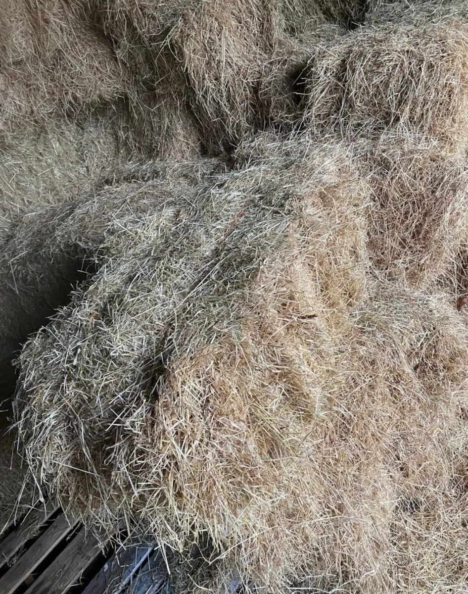 Square bale hay