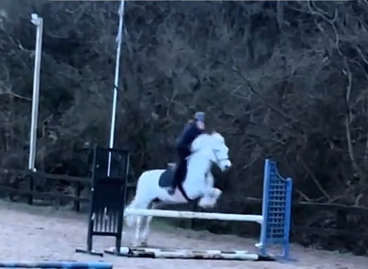 🌟138 SJI pony mare🌟 - Image 3