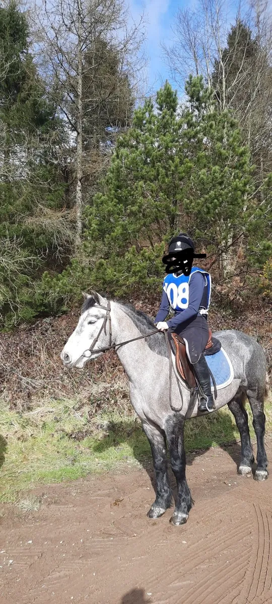 13.2 Connemara pony. - Image 2
