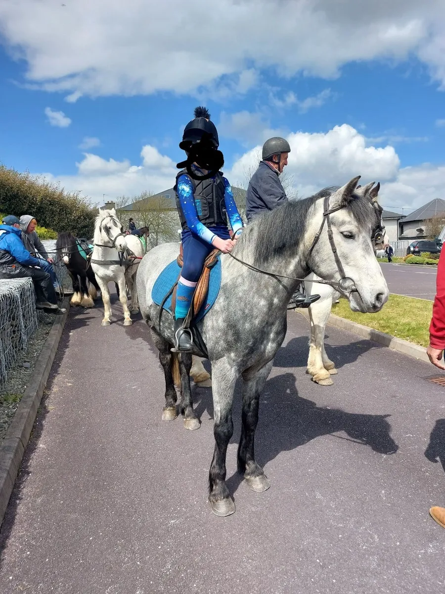 13.2 Connemara pony. - Image 3
