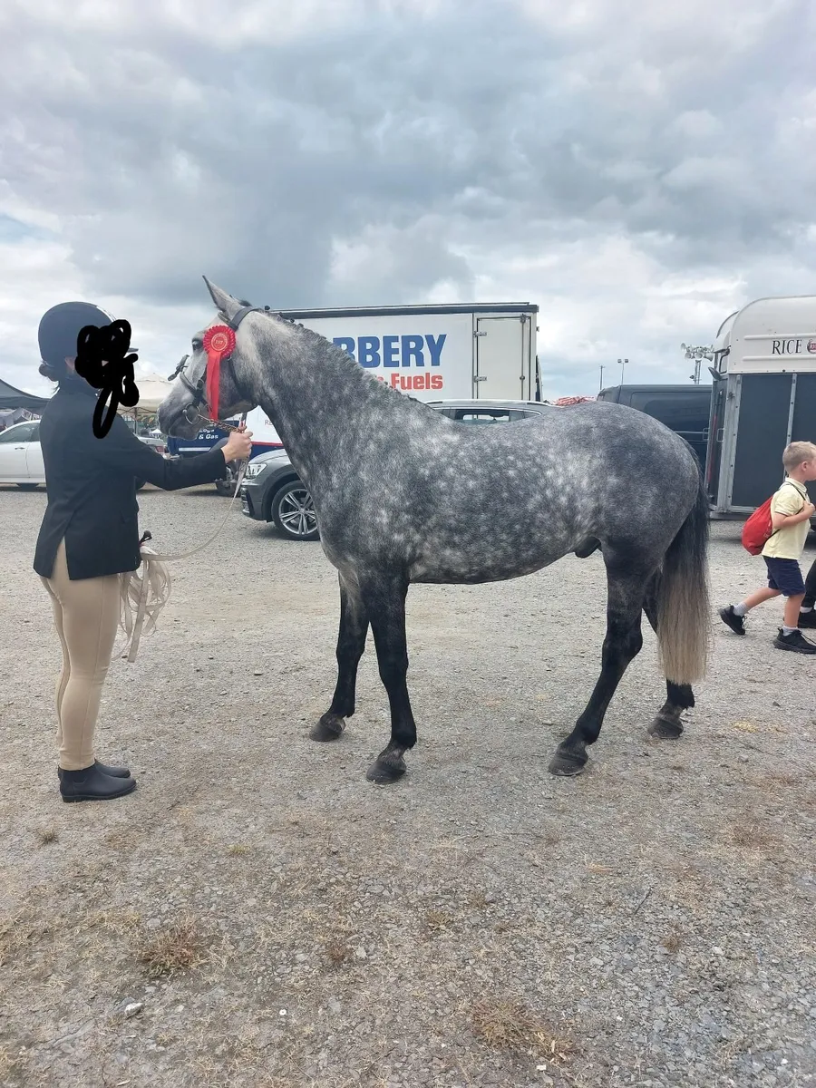 13.2 Connemara pony. - Image 4