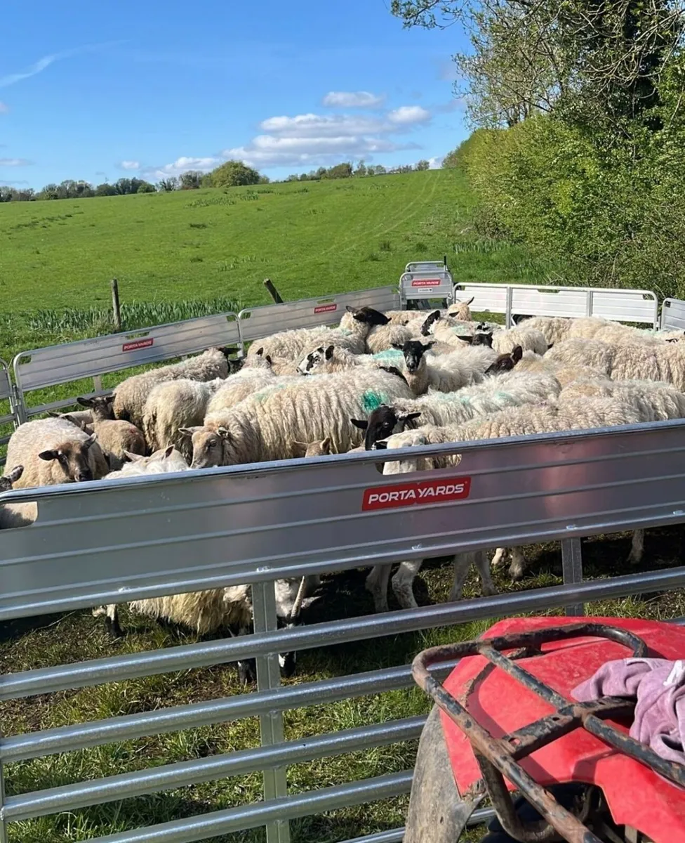 Portayards Ireland - Sheep Race Trailers - Image 2