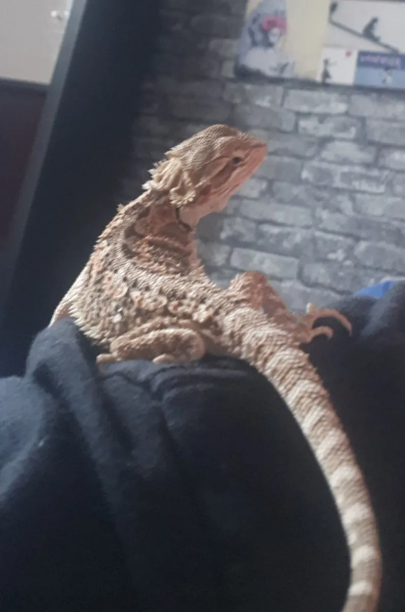 Bearded dragon and vivarium set up - Image 3