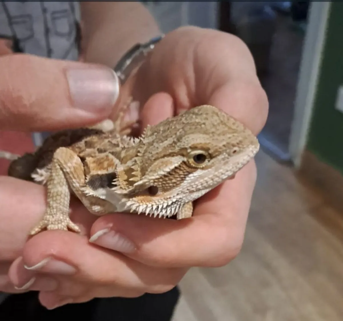 Bearded dragon and vivarium set up - Image 1
