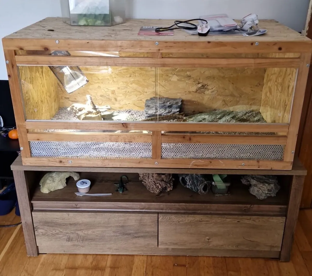 Bearded dragon and vivarium set up - Image 2