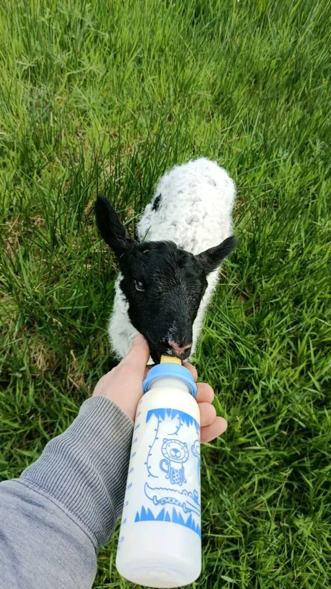 Pet lamb - Image 1