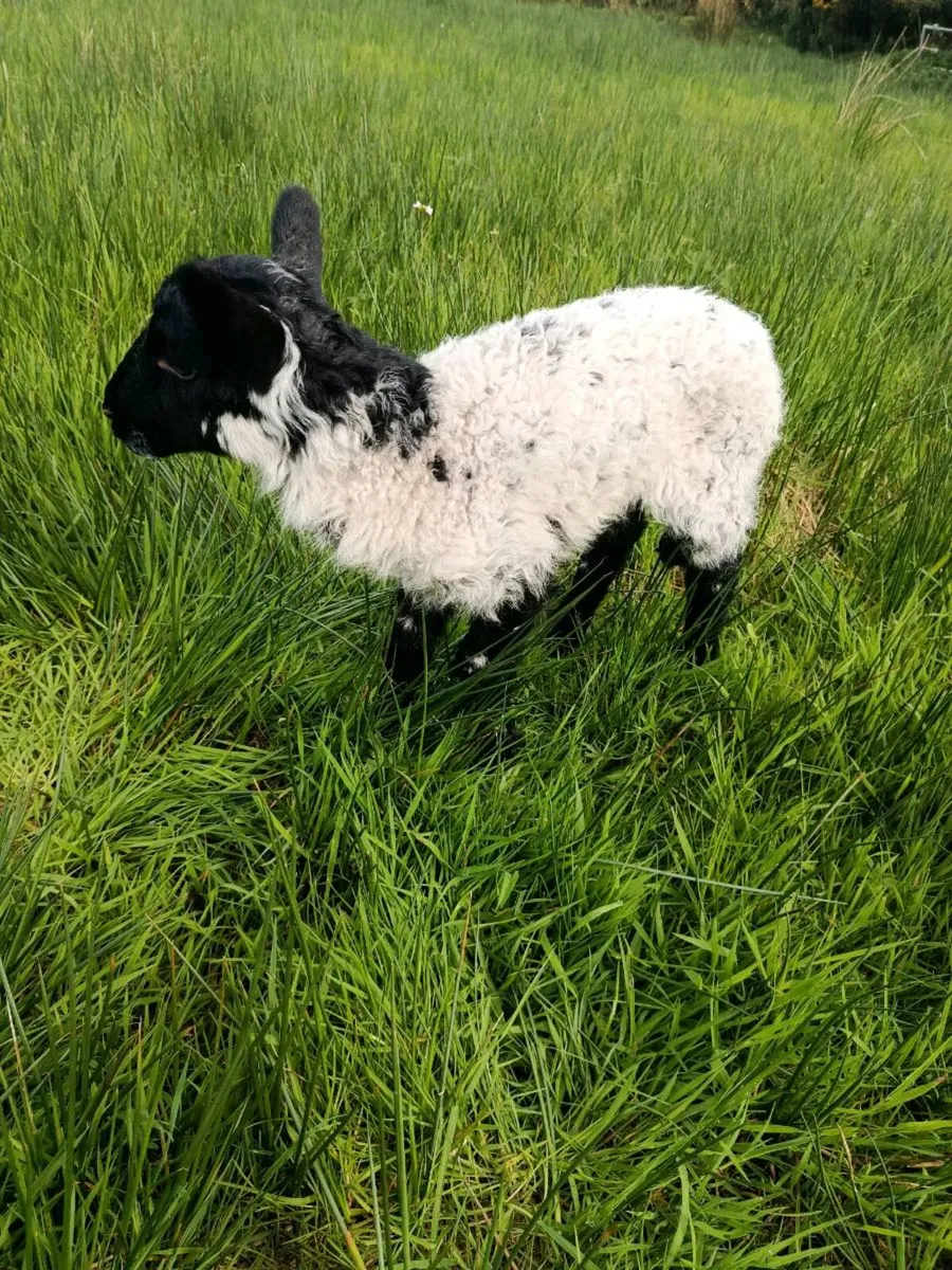 Pet lamb - Image 2