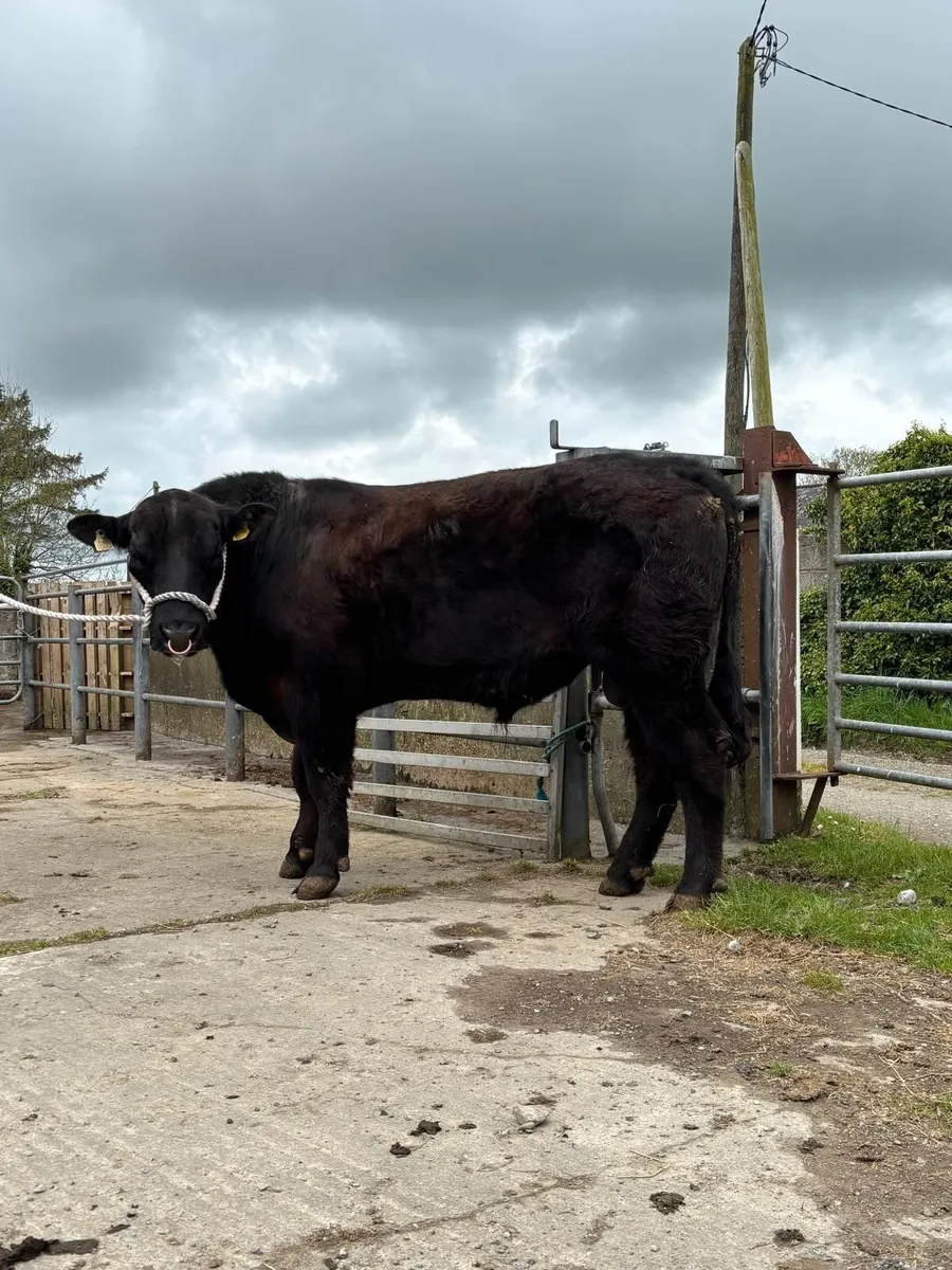 Angus  bull 3 year old - Image 3