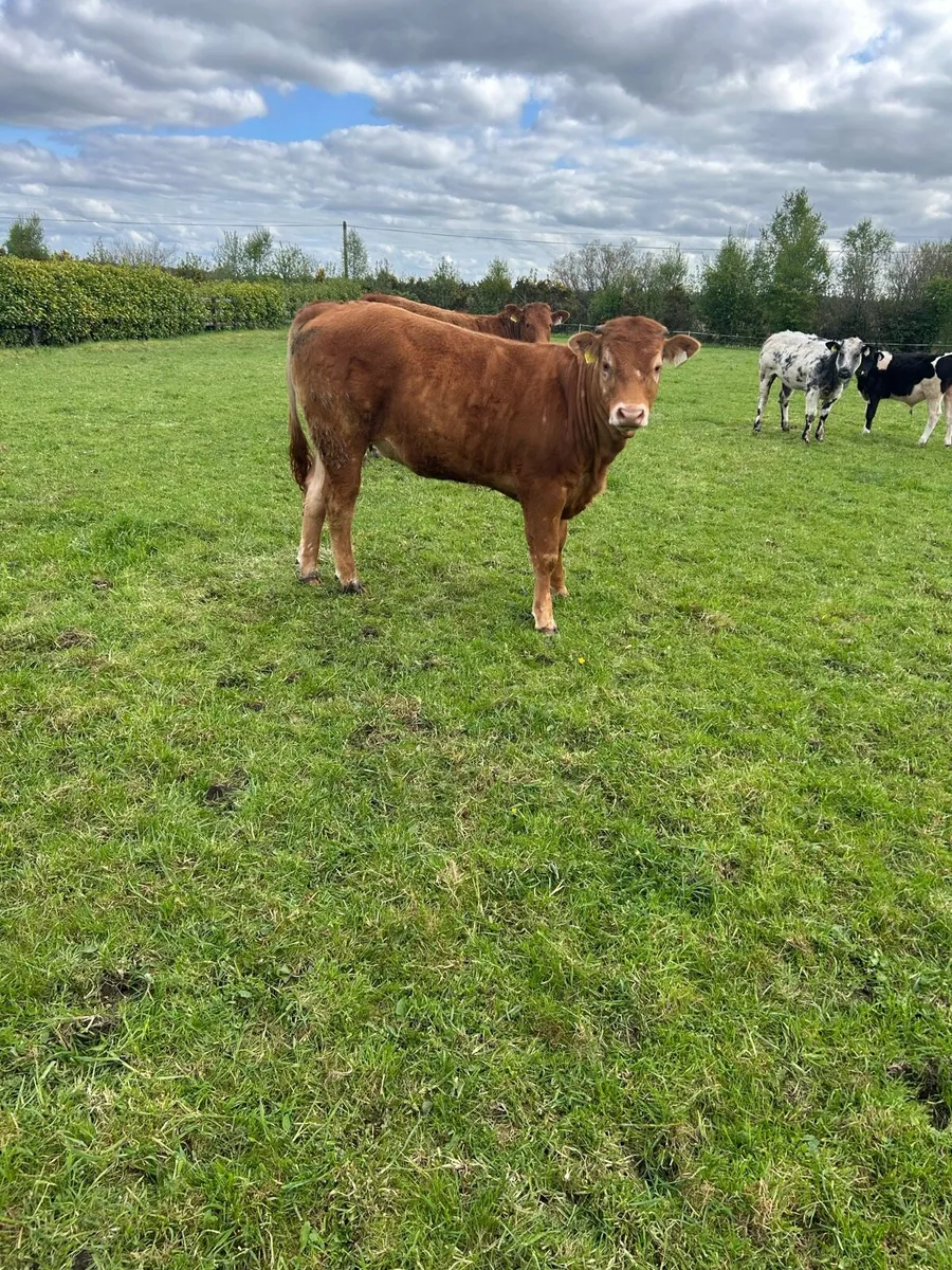 2 weanling heifers - Image 1
