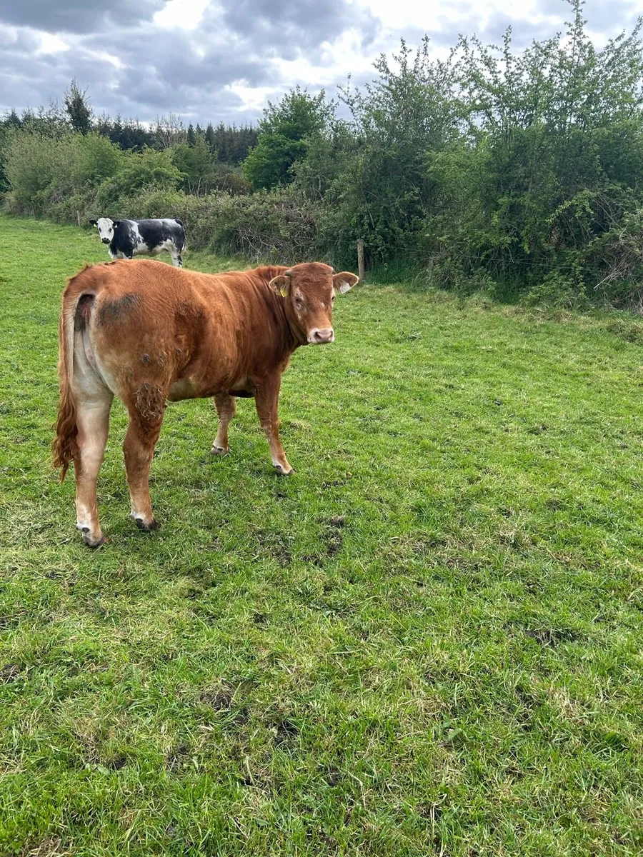 2 weanling heifers - Image 2