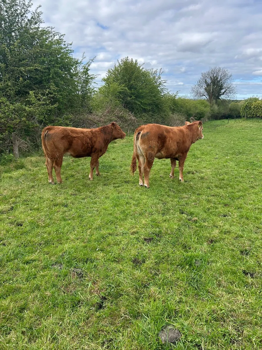 2 weanling heifers - Image 3