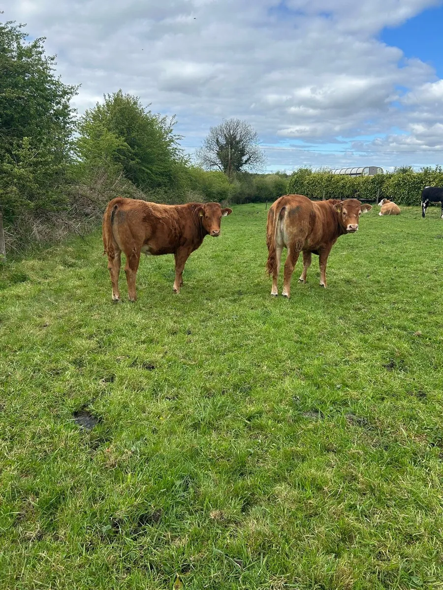 2 weanling heifers - Image 4