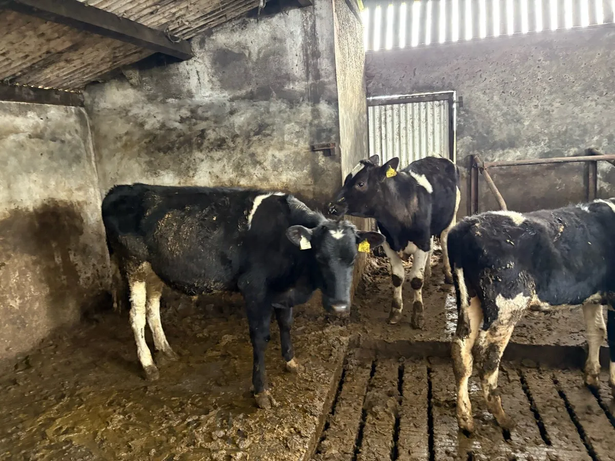 15 friesian bullocks
