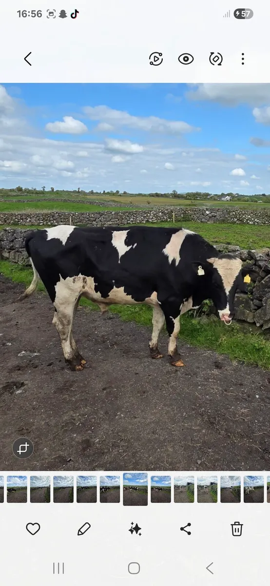 Pbr holstein friesan bull - Image 2