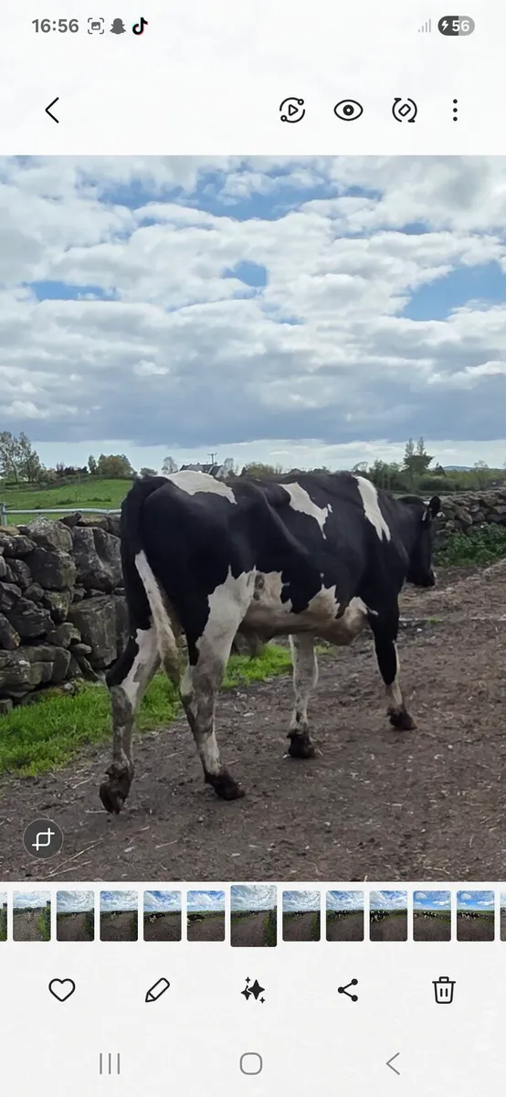 Pbr holstein friesan bull - Image 1