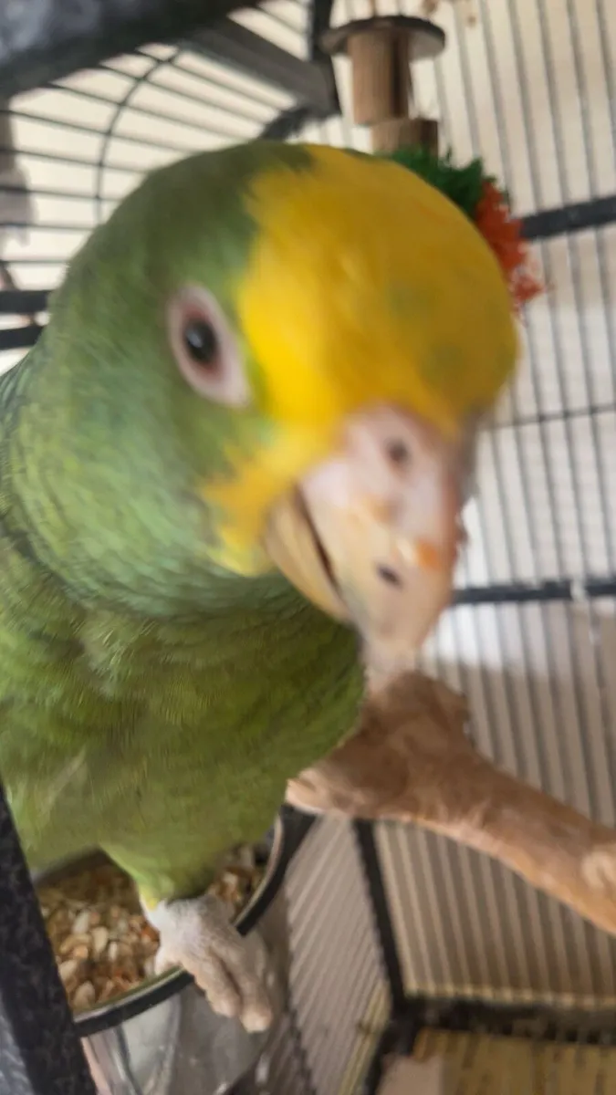 Parrots. All- 2,500 dm for individual prices - Image 2