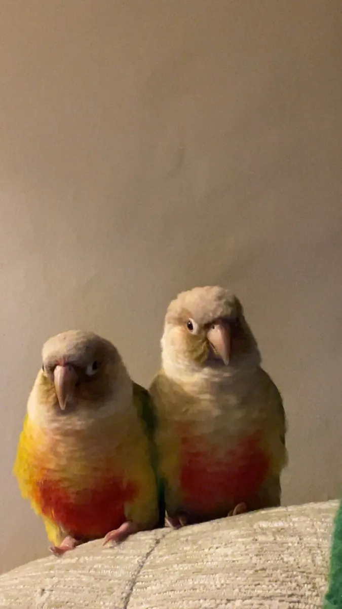 Parrots. All- 2,500 dm for individual prices - Image 3