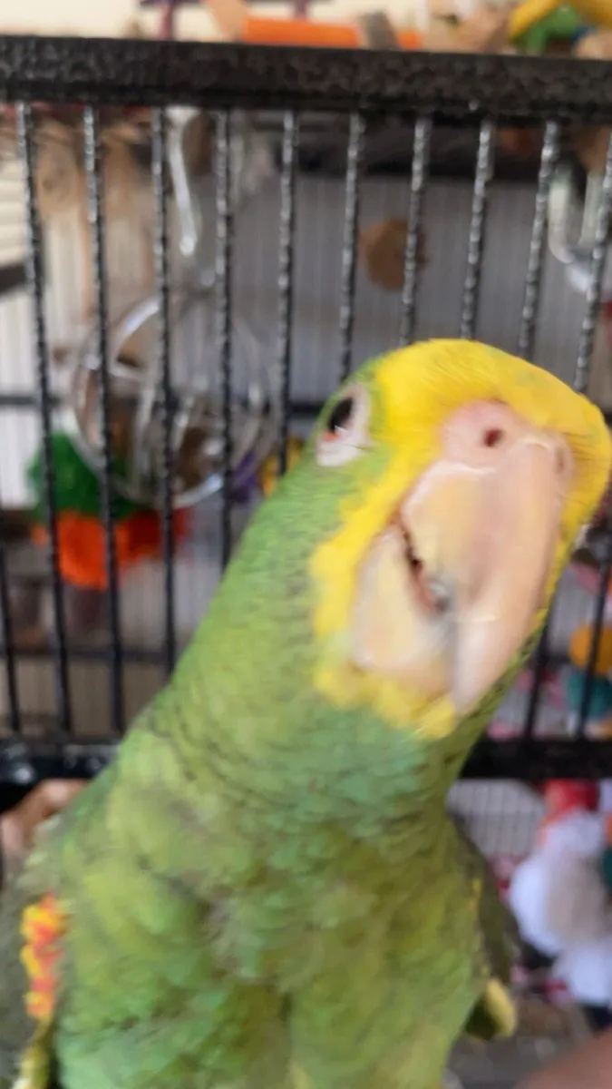 Parrots. All- 2,500 dm for individual prices - Image 1