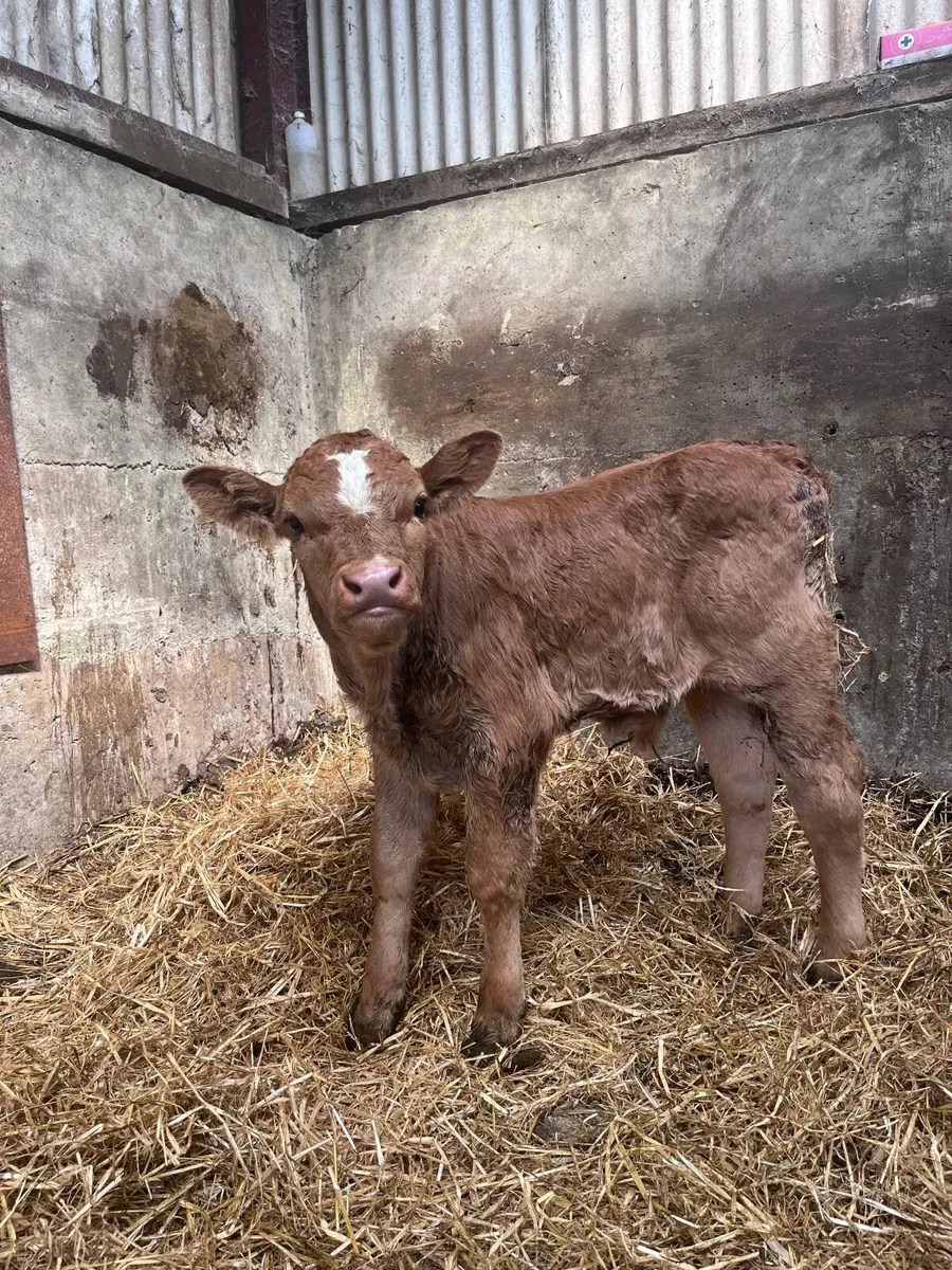 Limousin Bull Calf - Image 2