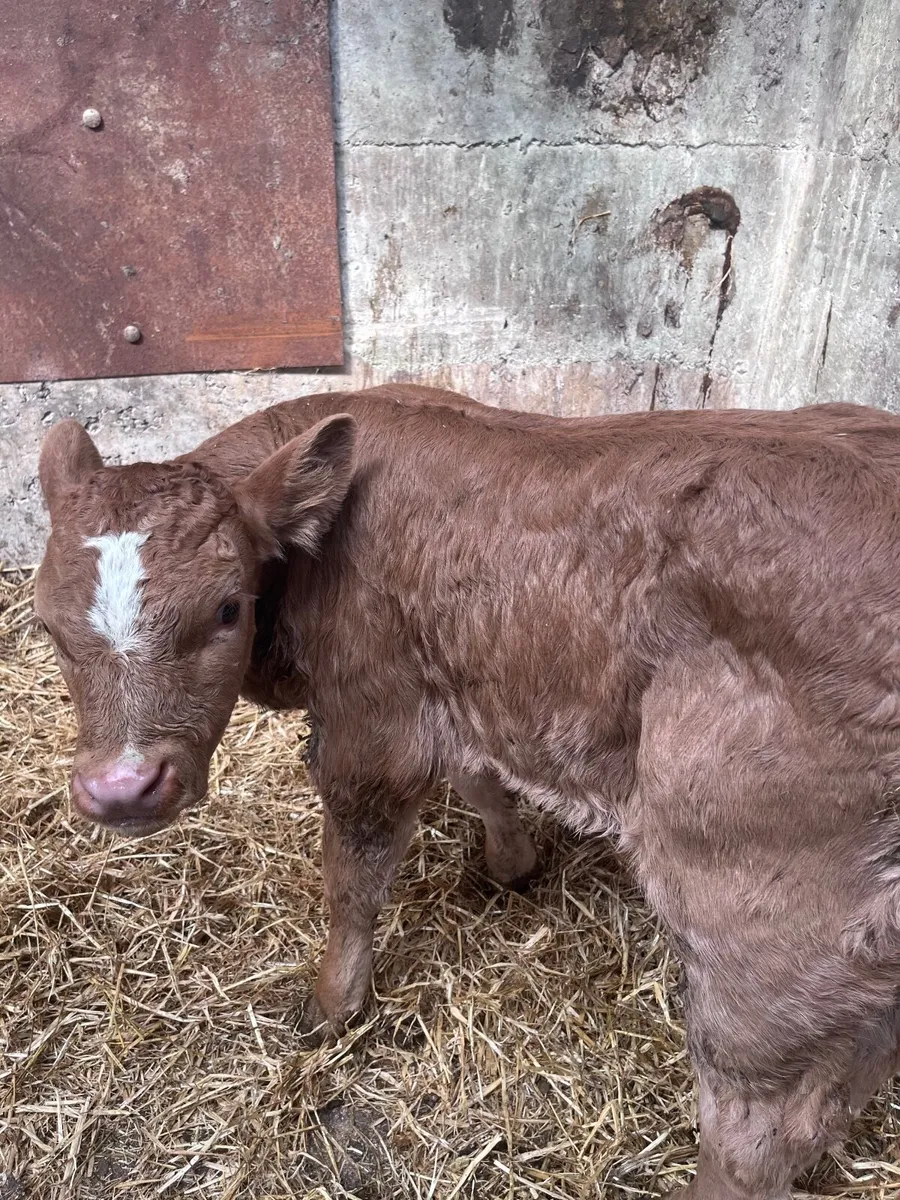 Limousin Bull Calf - Image 1