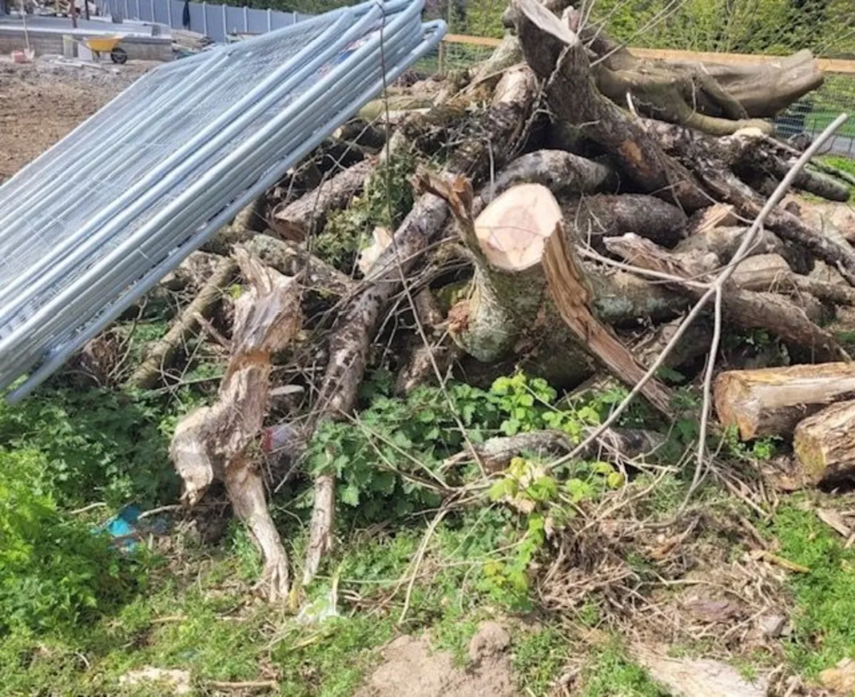 Timber Logs For Sale - Image 4