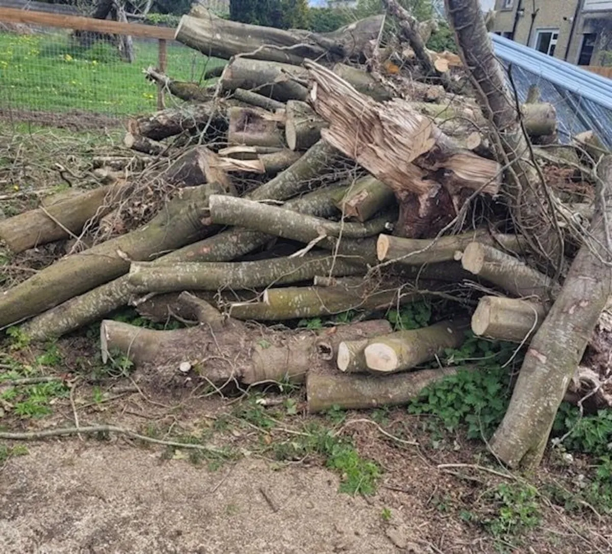 Timber Logs For Sale - Image 1
