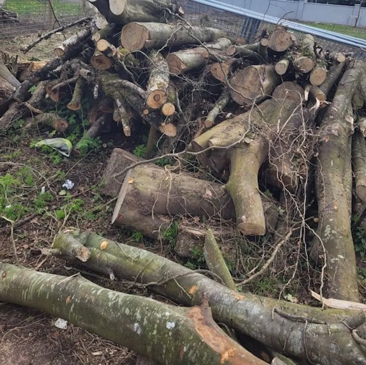 Timber Logs For Sale - Image 2