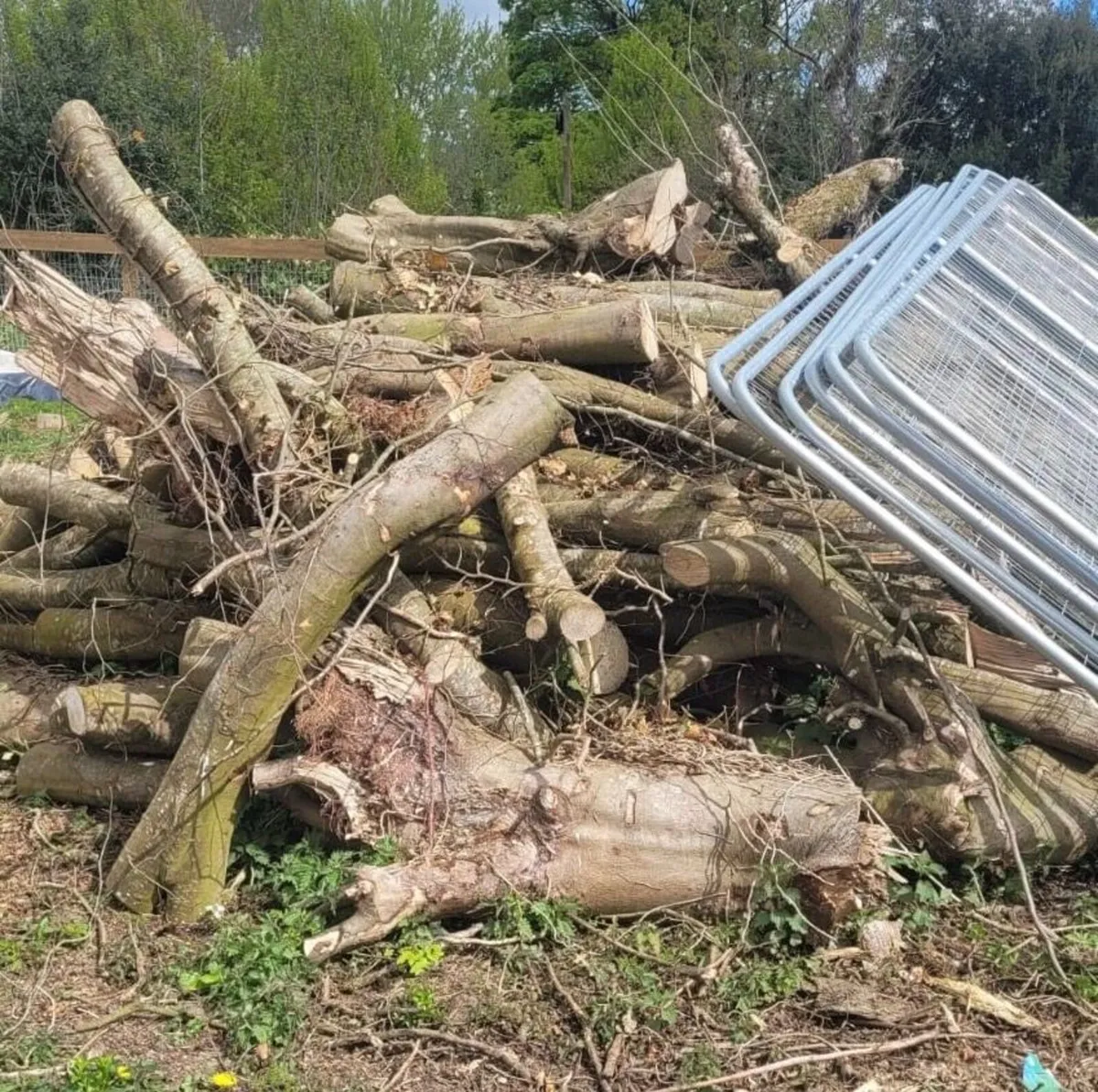 Timber Logs For Sale - Image 3
