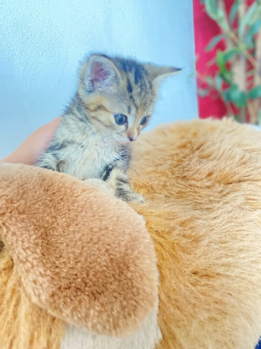 Kitten very cute and very clean - Image 4