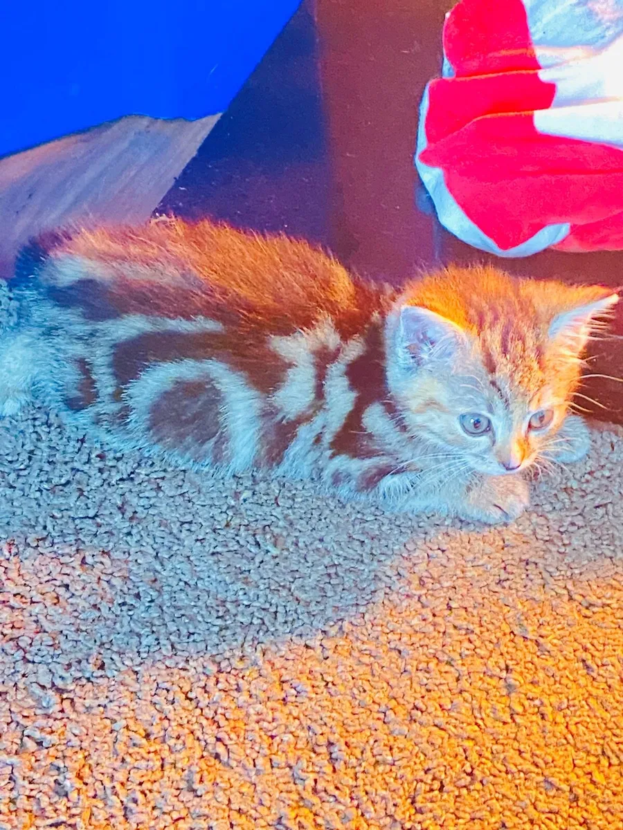 Kitten very cute and very clean - Image 1