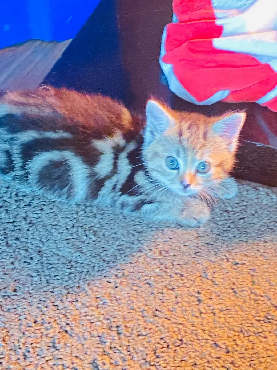 Kitten very cute and very clean - Image 2